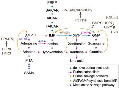 Nucleotide Metabolism Behind Epigenetics